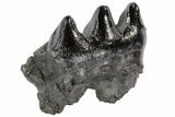 Partial Gomphotherium (Mastodon Relative) Molar - Georgia #80034-3